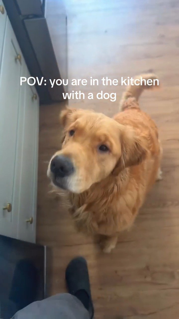 Golden retriever standing in kitchen, looking up at camera from ground level near white cabinet