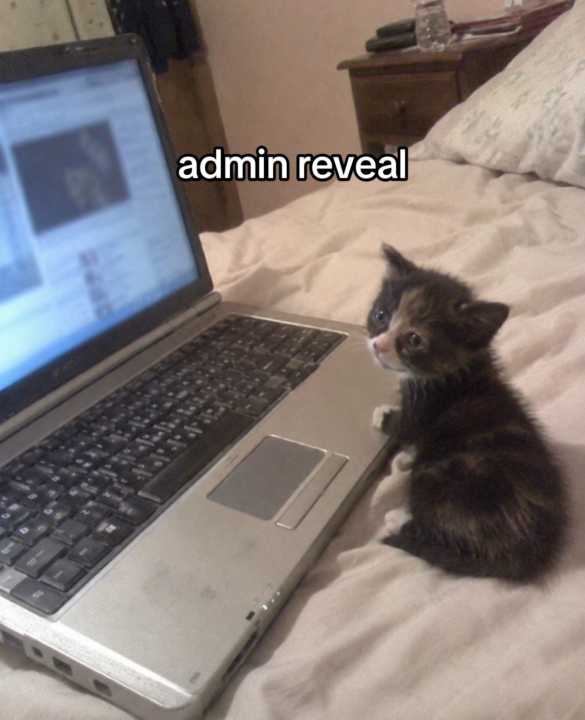 A tuxedo kitten sits beside an open laptop on a bed, gazing at the screen with a bewildered expression