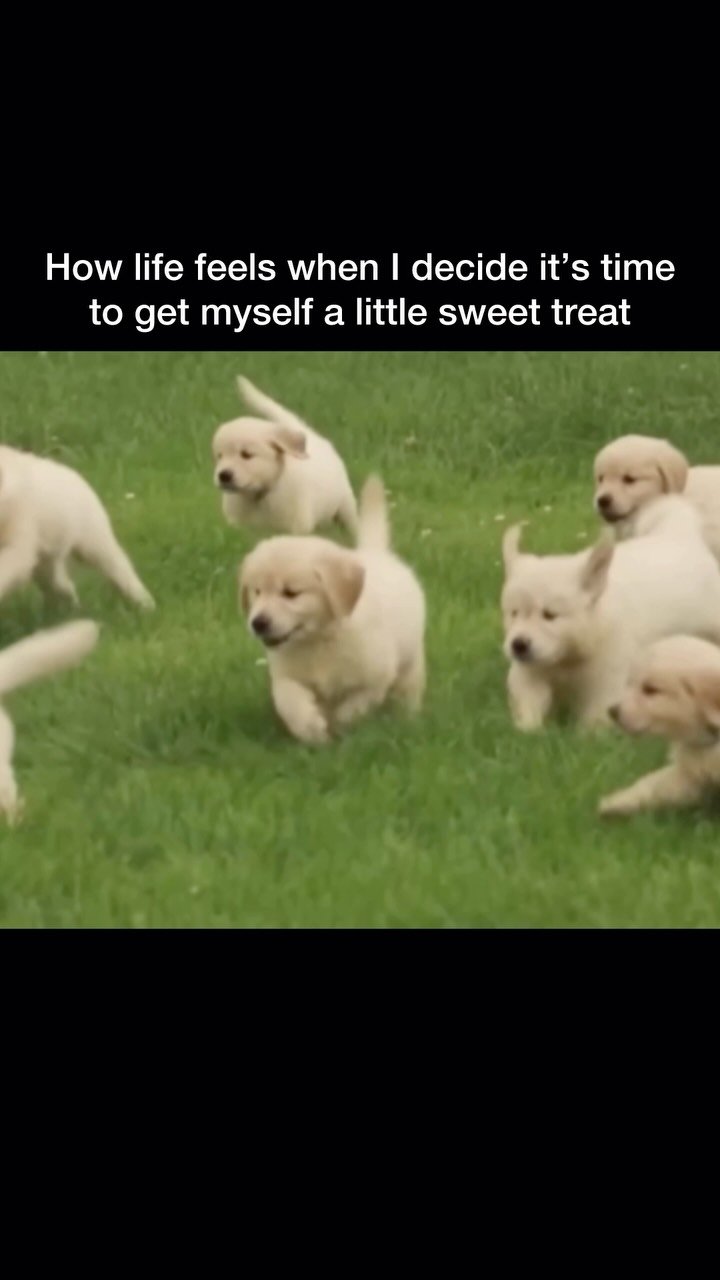 Multiple cream-colored dogs running happily together on green grass outdoors
