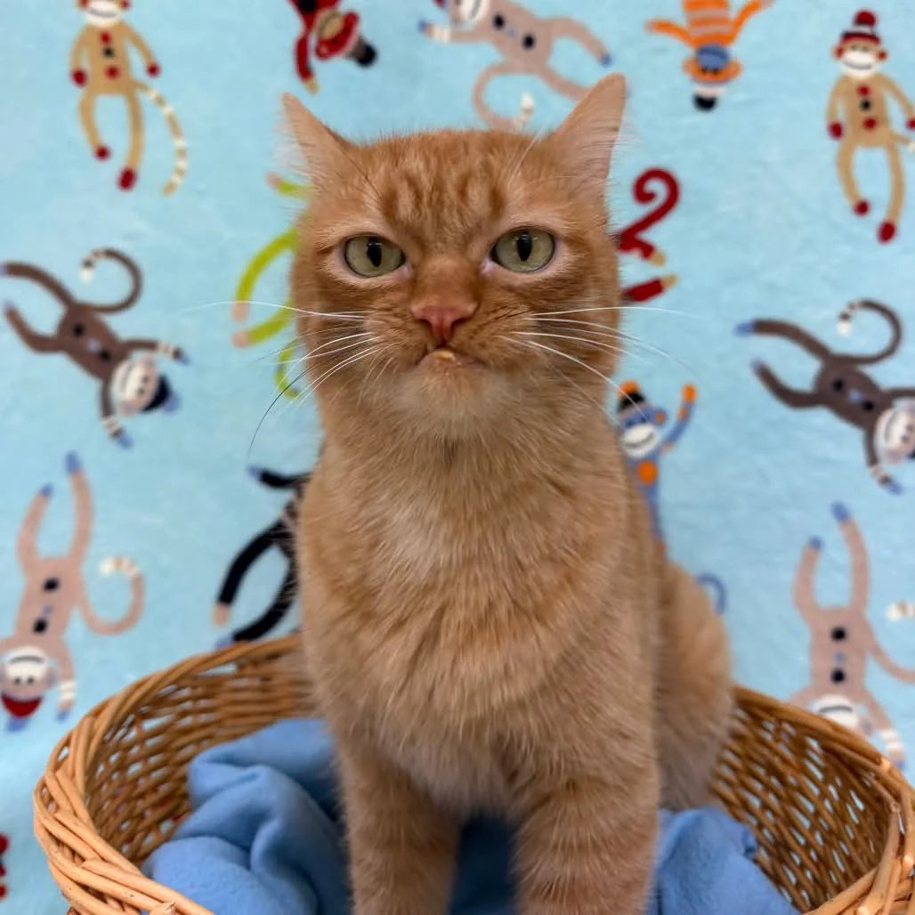 Orange tabby cat sitting in a wicker basket against a blue background with playful toy patterns, staring with an unimpressed expression