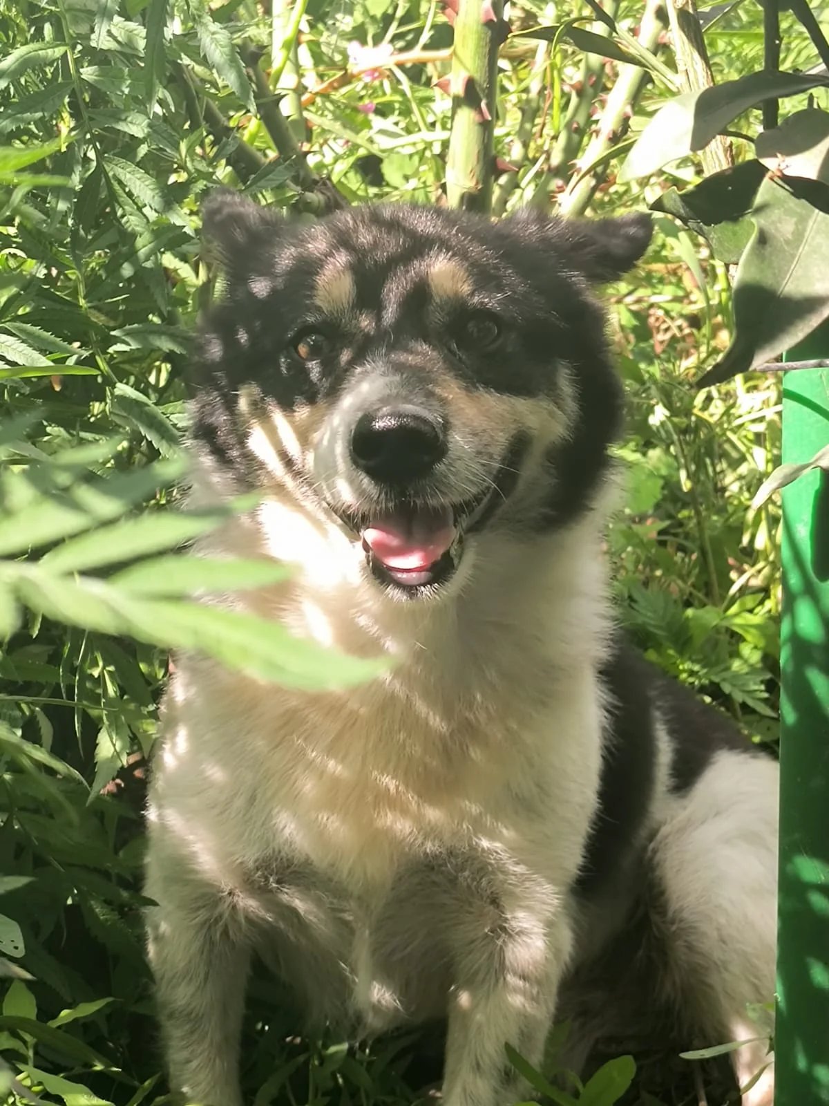 Black and white dog smiling among green garden plants and tomato vines in sunlight