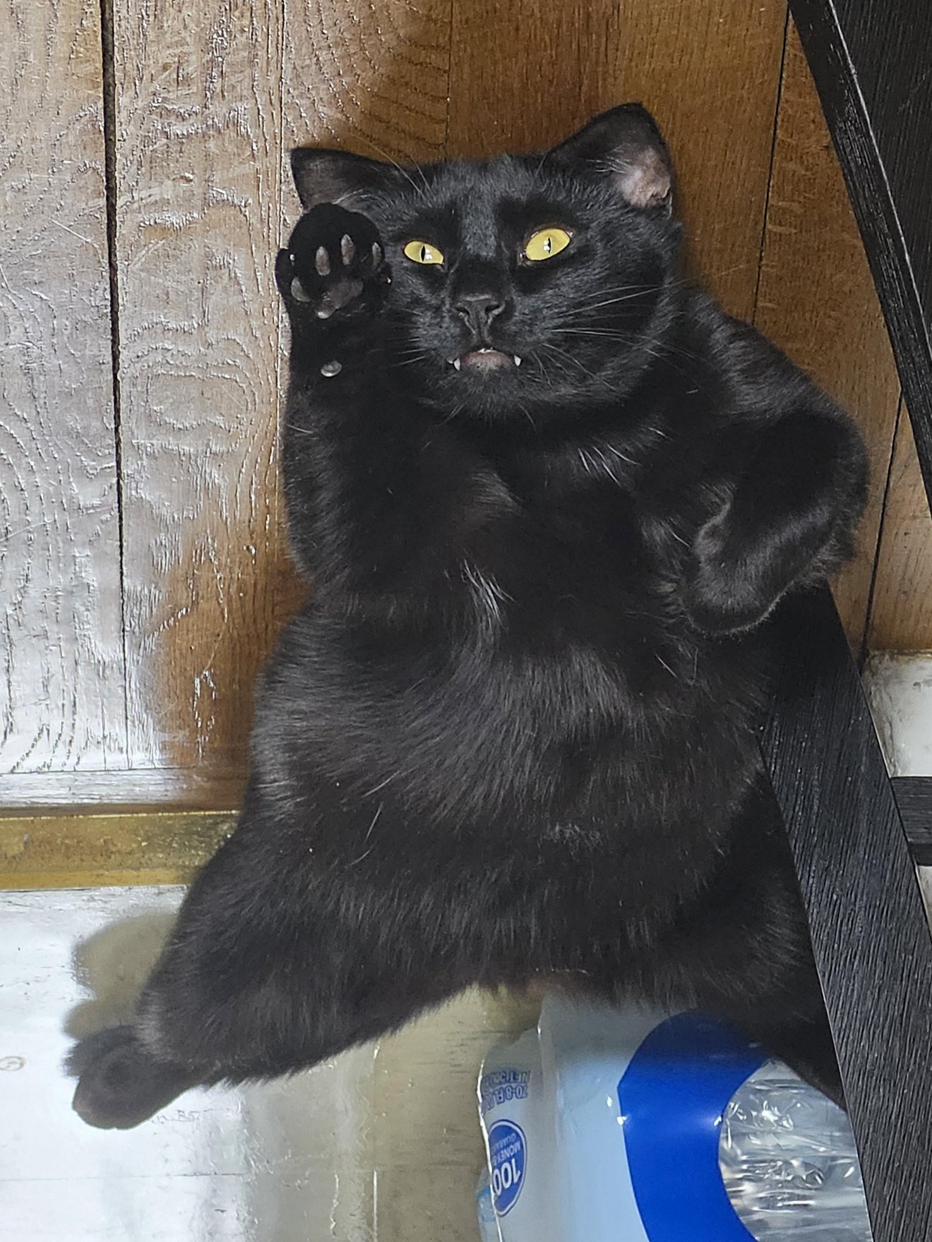 Black cat sitting indoors with one paw raised, yellow eyes wide, and small fangs visible in an amusing expression