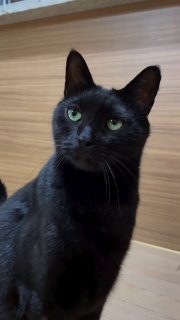 Black cat looking directly at camera with bright green eyes, close-up portrait on wooden floor