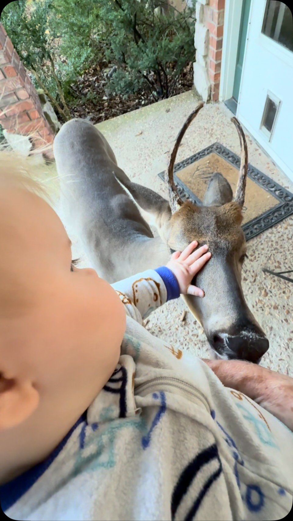 A tan deer with antlers being petted by a child's hand on a concrete porch beside a doormat