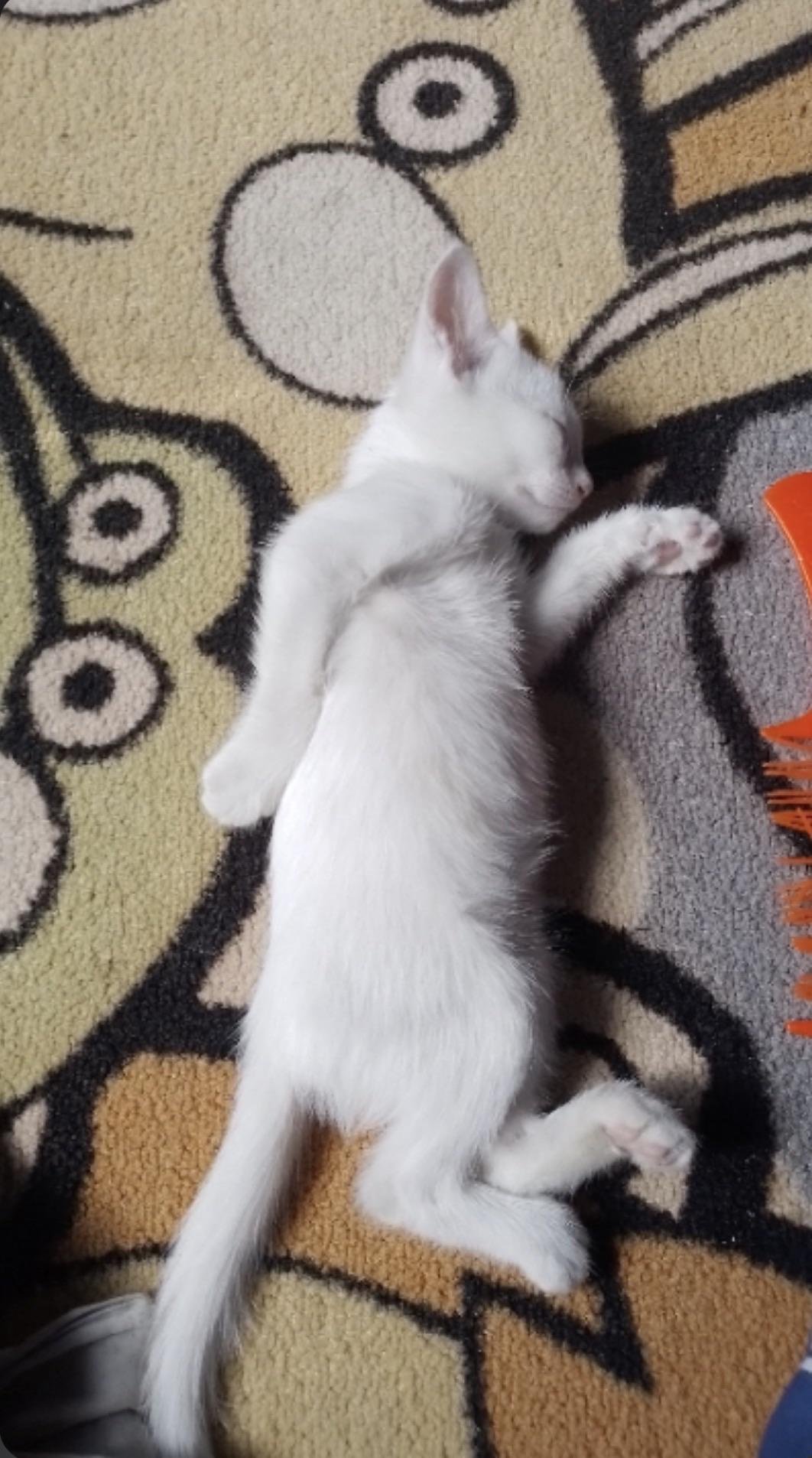 White cat lying on its back in a stretched out position on a patterned carpet