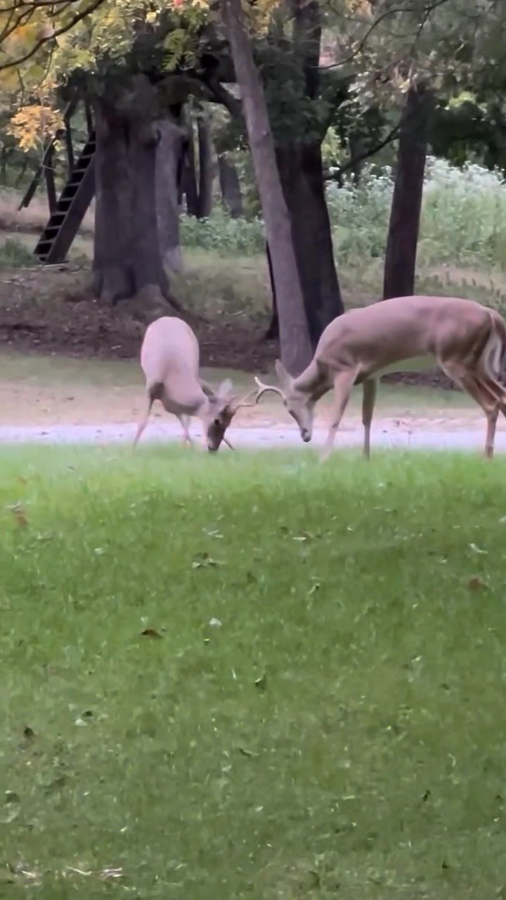 Two tan and white deer with locked antlers sparring on a grassy lawn near trees