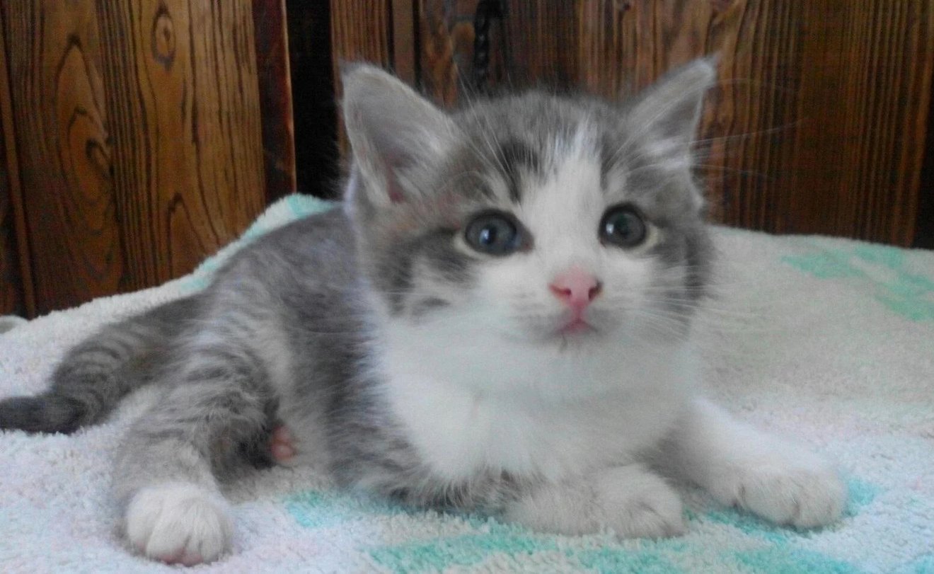 Gray and white kitten with wide eyes lying on a blanket, looking surprised or startled