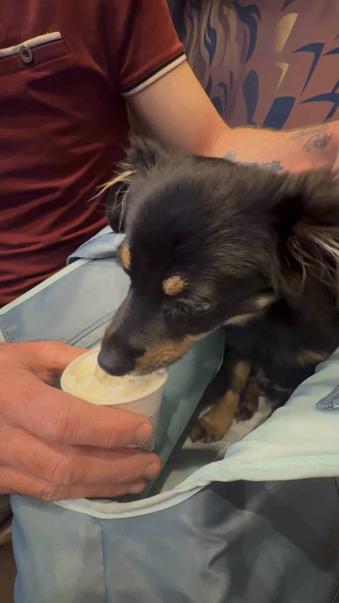 Black and tan dog eating a pup cup from a paper cup held by a person indoors