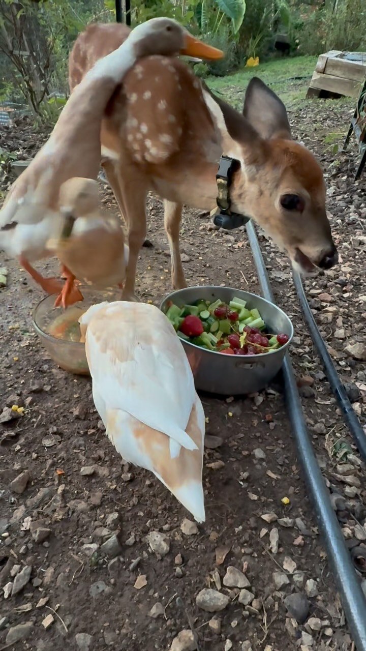 A duck and a young deer eating fresh vegetables together in a dirt yard with trees in the background