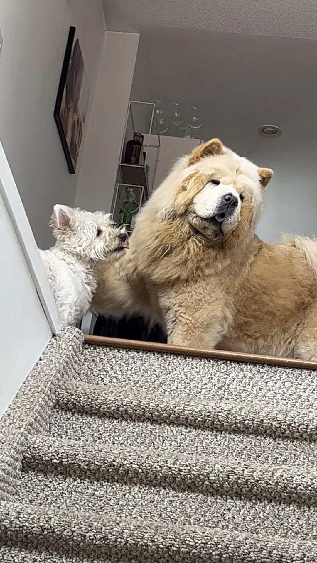 Two cream-colored fluffy dogs on stairs looking up with pleading expressions, smaller dog behind larger one