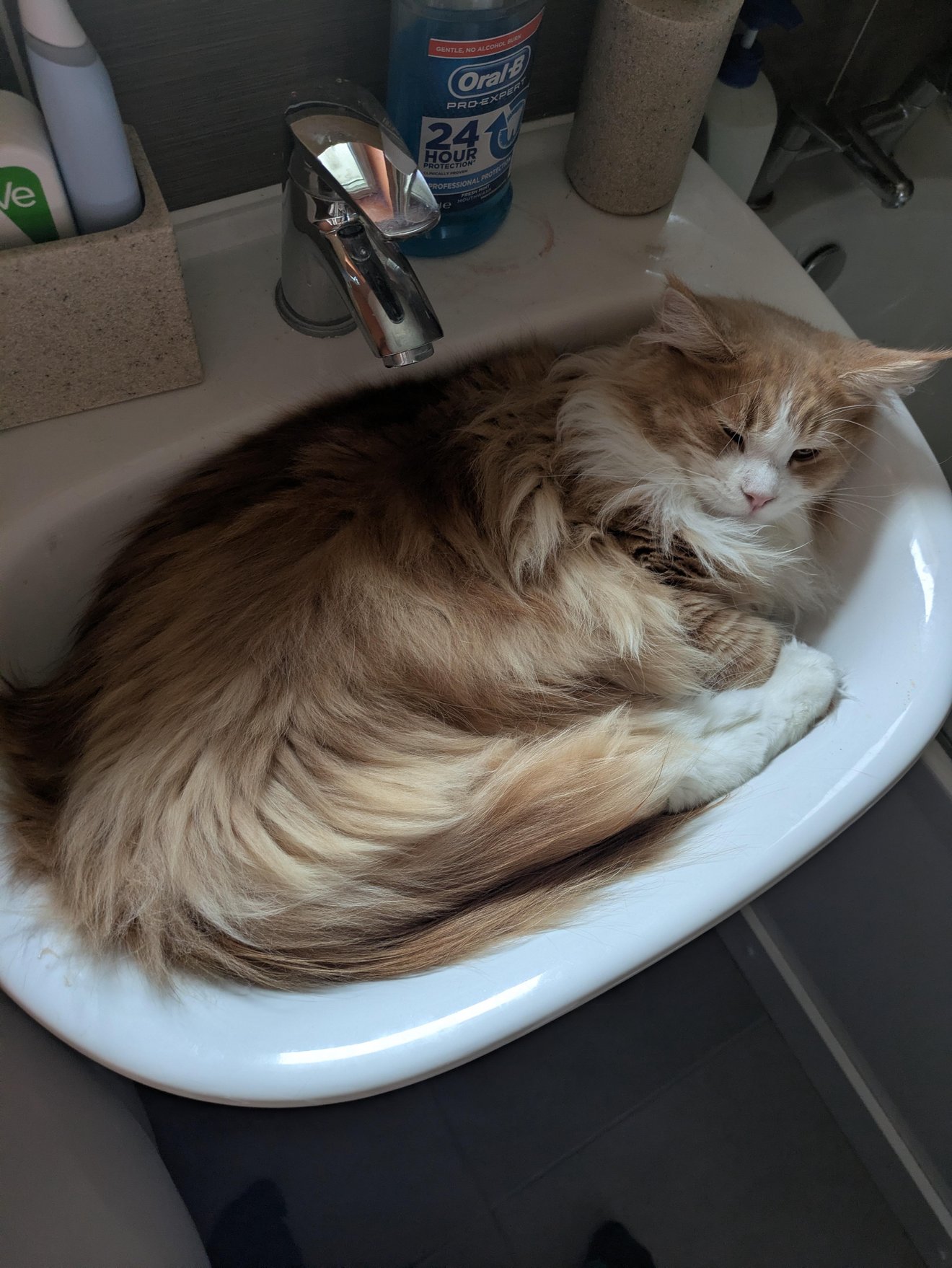 A brown and white long-haired cat lounging in a bathroom sink surrounded by toiletries