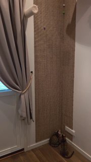 Brown cat sitting in a bathroom corner behind a curtain, partially visible next to a shower rod and white wall