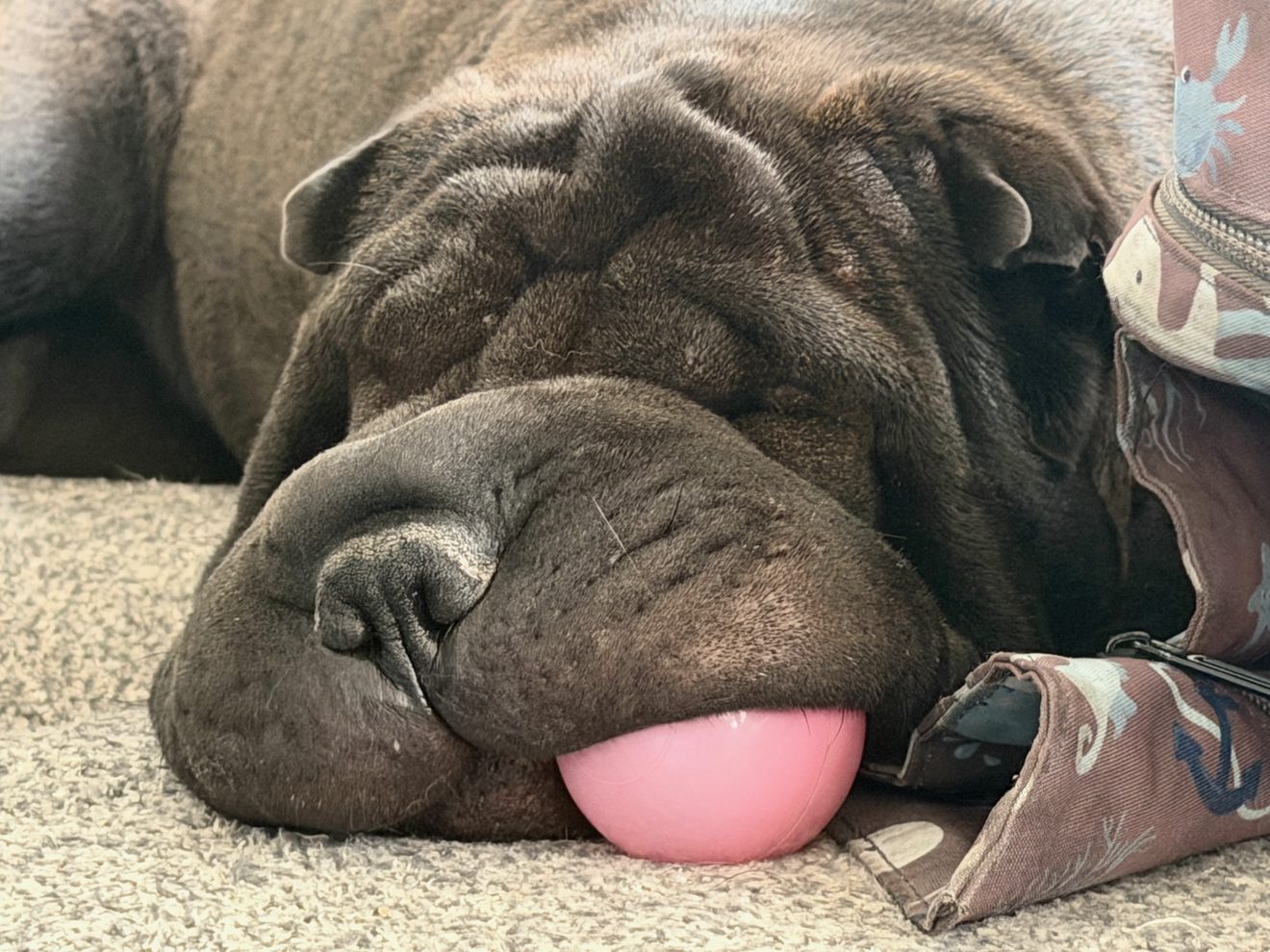 Gray bulldog lying flat on carpet with pink ball, looking sleepy and content while resting against owner's feet
