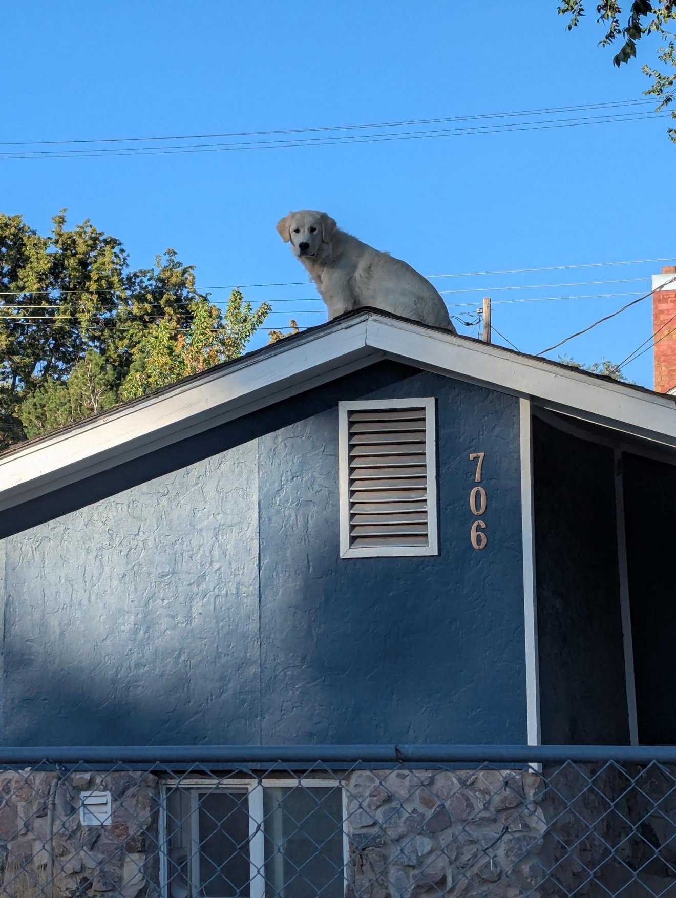 Yellow Labrador sitting on a blue house roof at address 706, looking alert against a clear sky