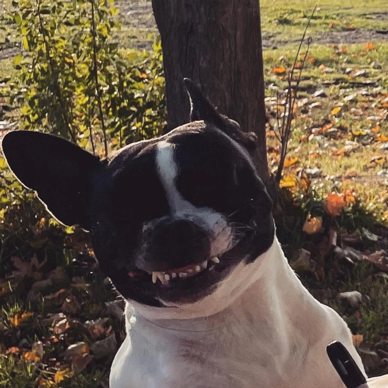 Black and white dog with big goofy smile in a garden with fallen leaves and green plants