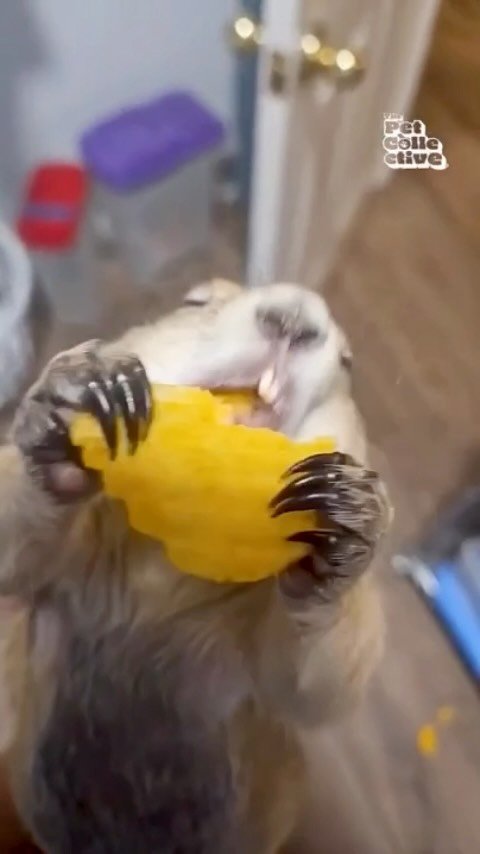 Brown and white otter holding and squeezing a bright yellow squeaky toy with both paws while standing upright indoors