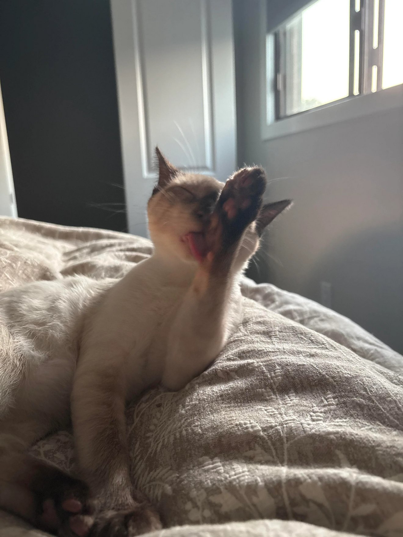 White cat yawning on a bed in bright sunlight by a window