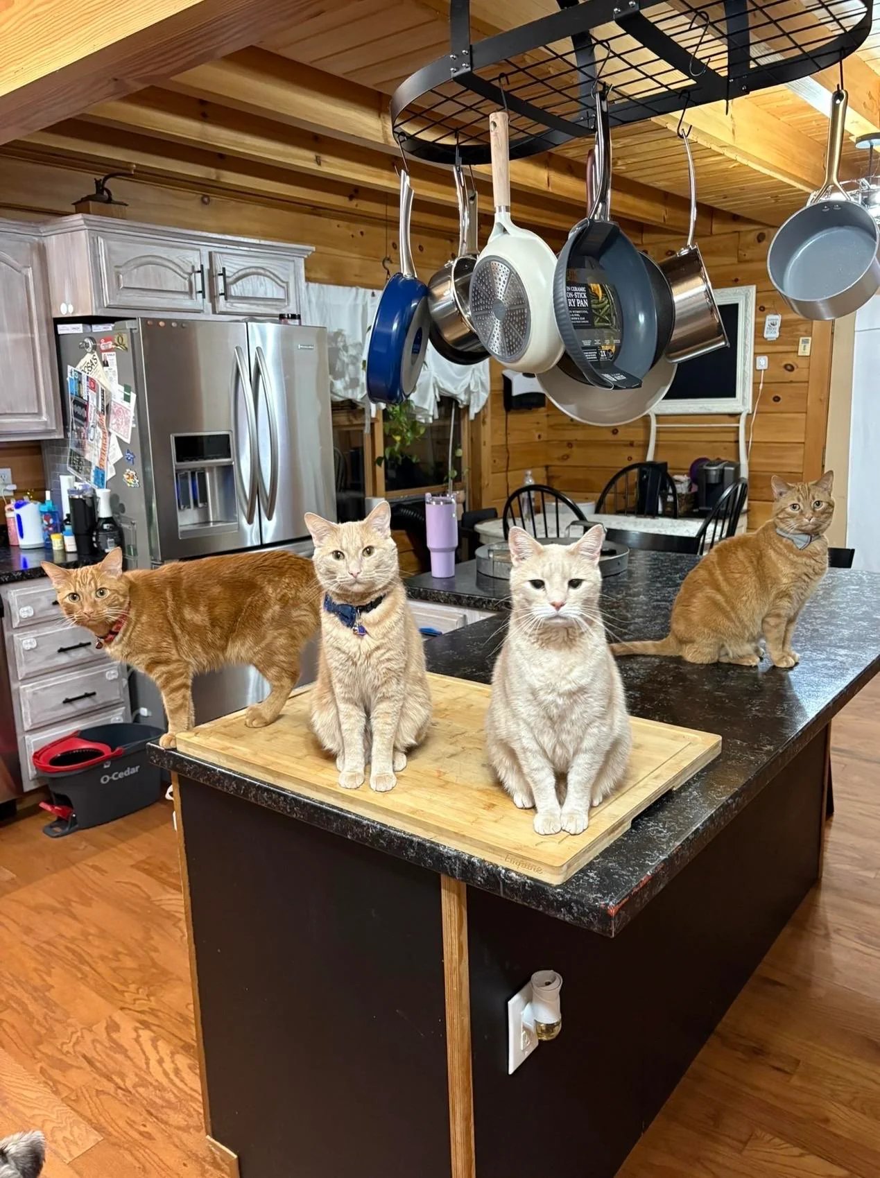 Four cats sitting on a kitchen island counter, two orange tabbies and two cream colored cats, in a rustic cabin kitchen