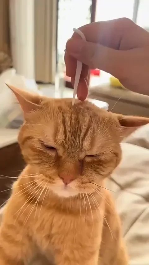 Orange tabby cat with eyes closed while a person's hand pets its head, indoors with window in background