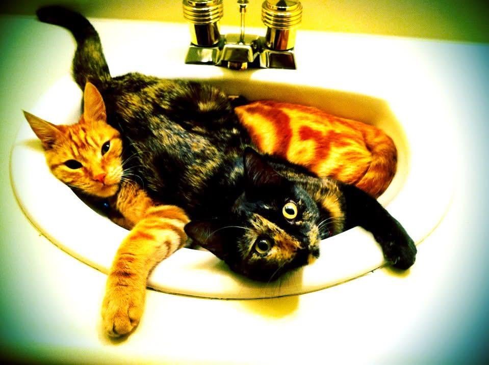 Calico cat lying upside down in a white bathroom sink beneath a brass faucet