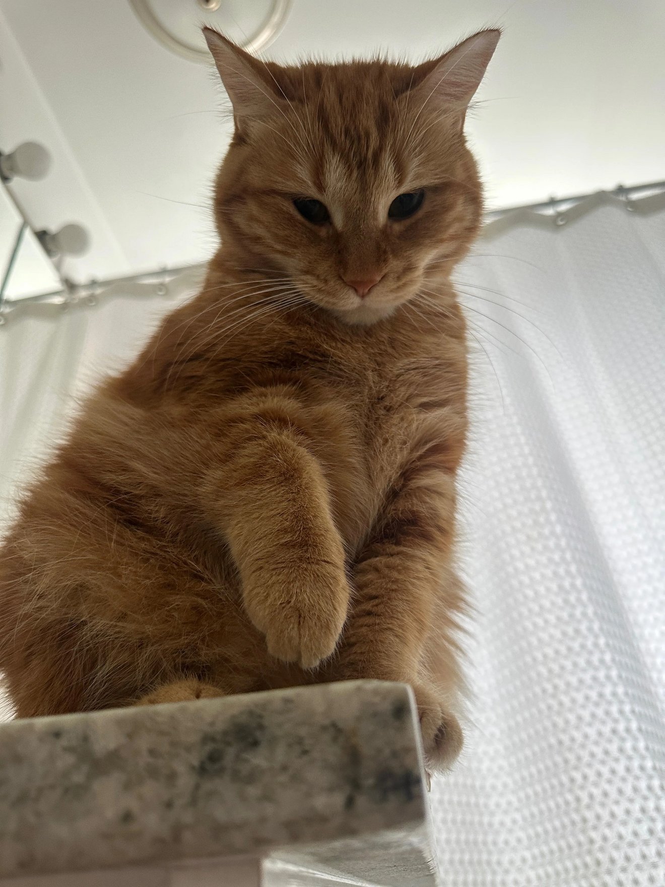 Orange tabby cat looking directly at camera with serious expression while sitting indoors