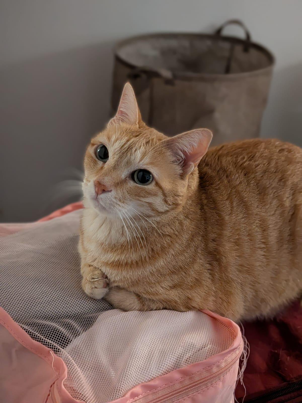 Orange tabby cat with wide eyes sitting on pink fabric near a gray basket
