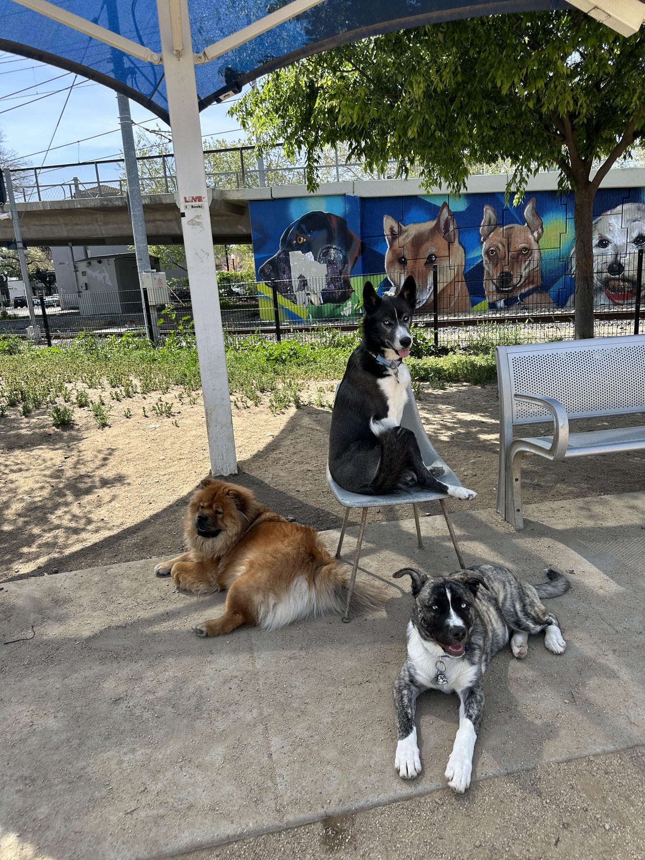 Three dogs at an outdoor dog park, one brown and white lying down, one black and white sitting on a metal chair, one brindle and white in fr