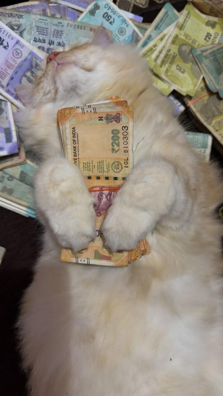 White fluffy cat lying on its back surrounded by Indian rupee banknotes with money on its chest