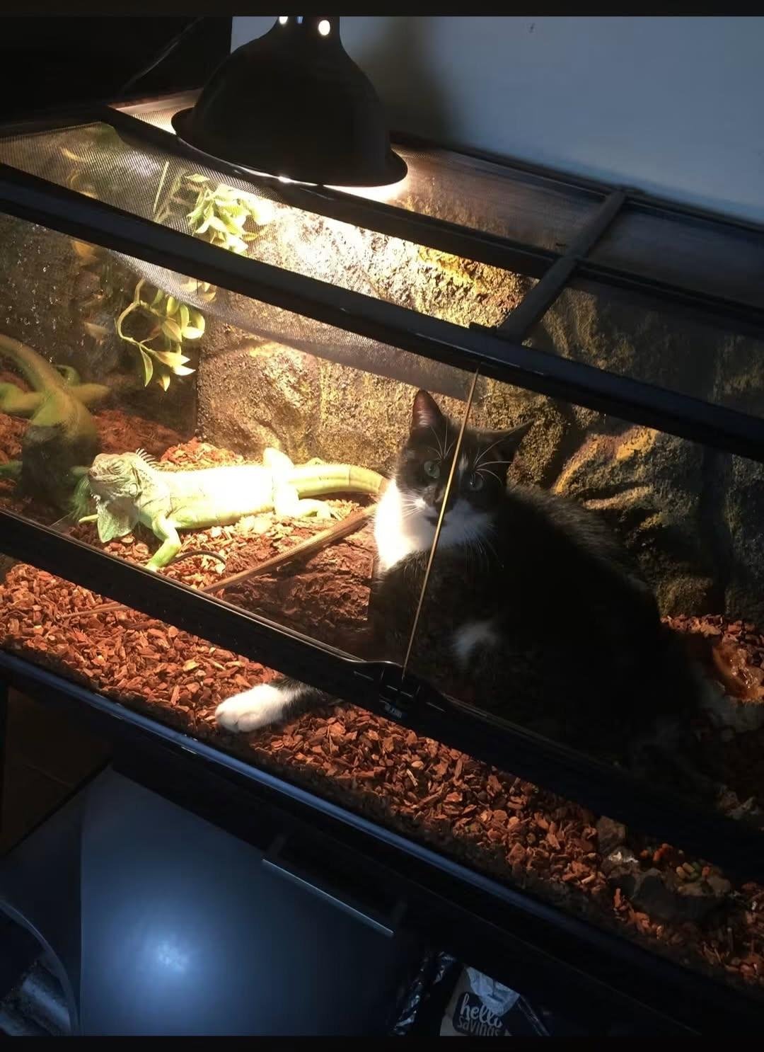 Black and white cat peering into an iguana's terrarium with heat lamp and substrate