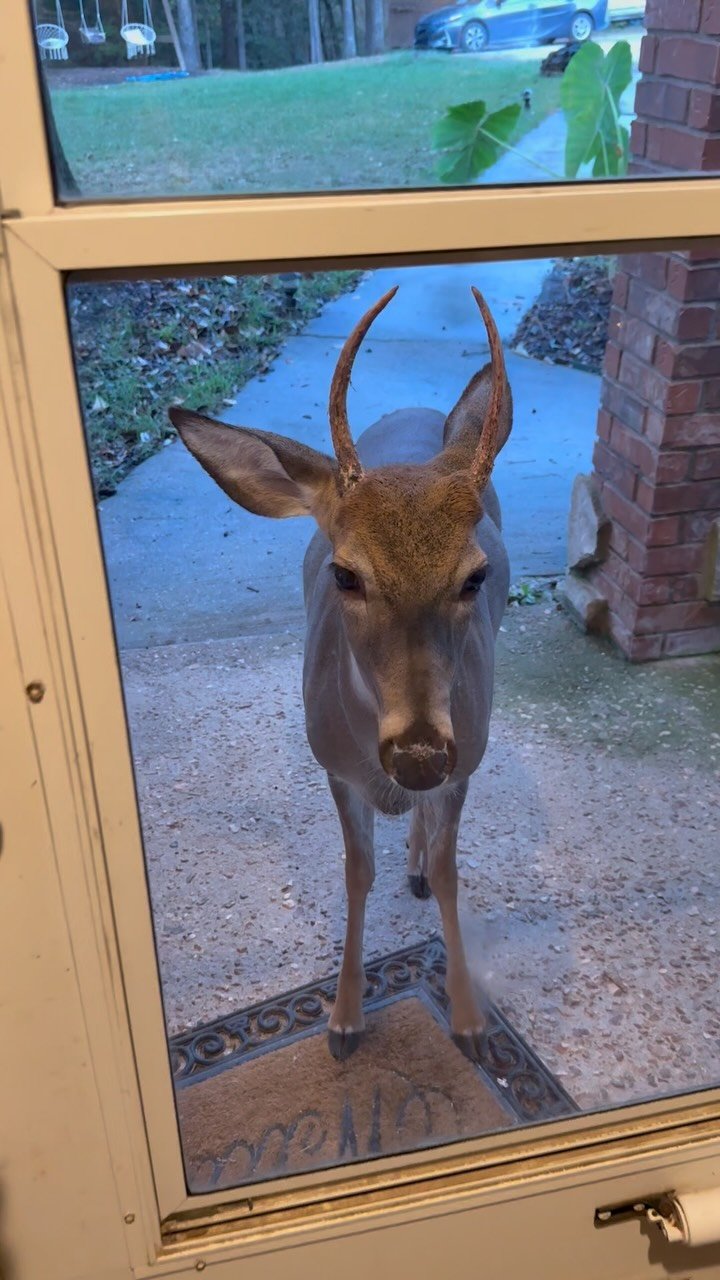 A buck with antlers stands directly at a glass door looking into a house, with a brick wall and patio visible behind it