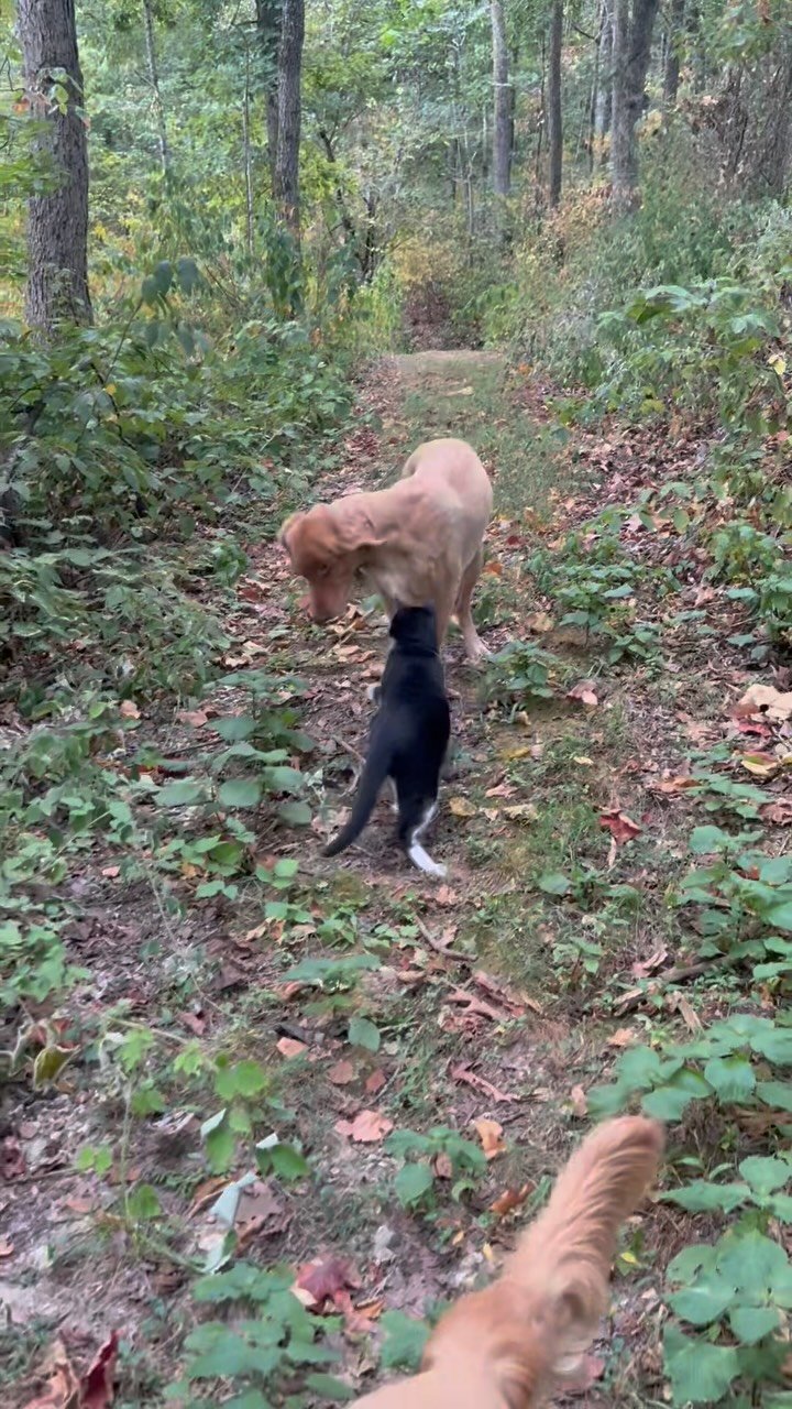 Two dogs on a leaf-covered forest trail, one standing and one stretching playfully