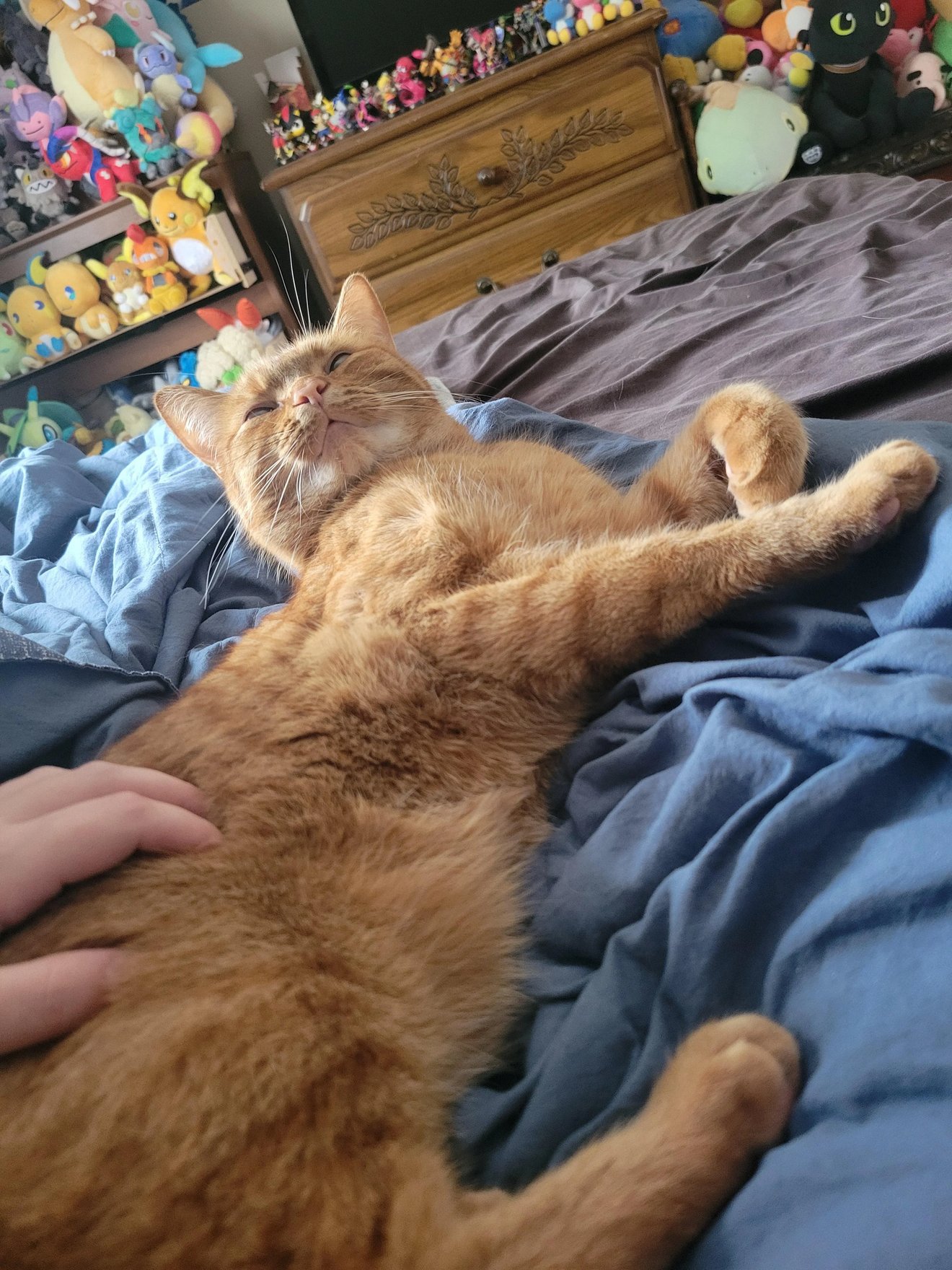 Orange tabby cat lying on its back on a blue blanket with paws stretched out, relaxing on a bed