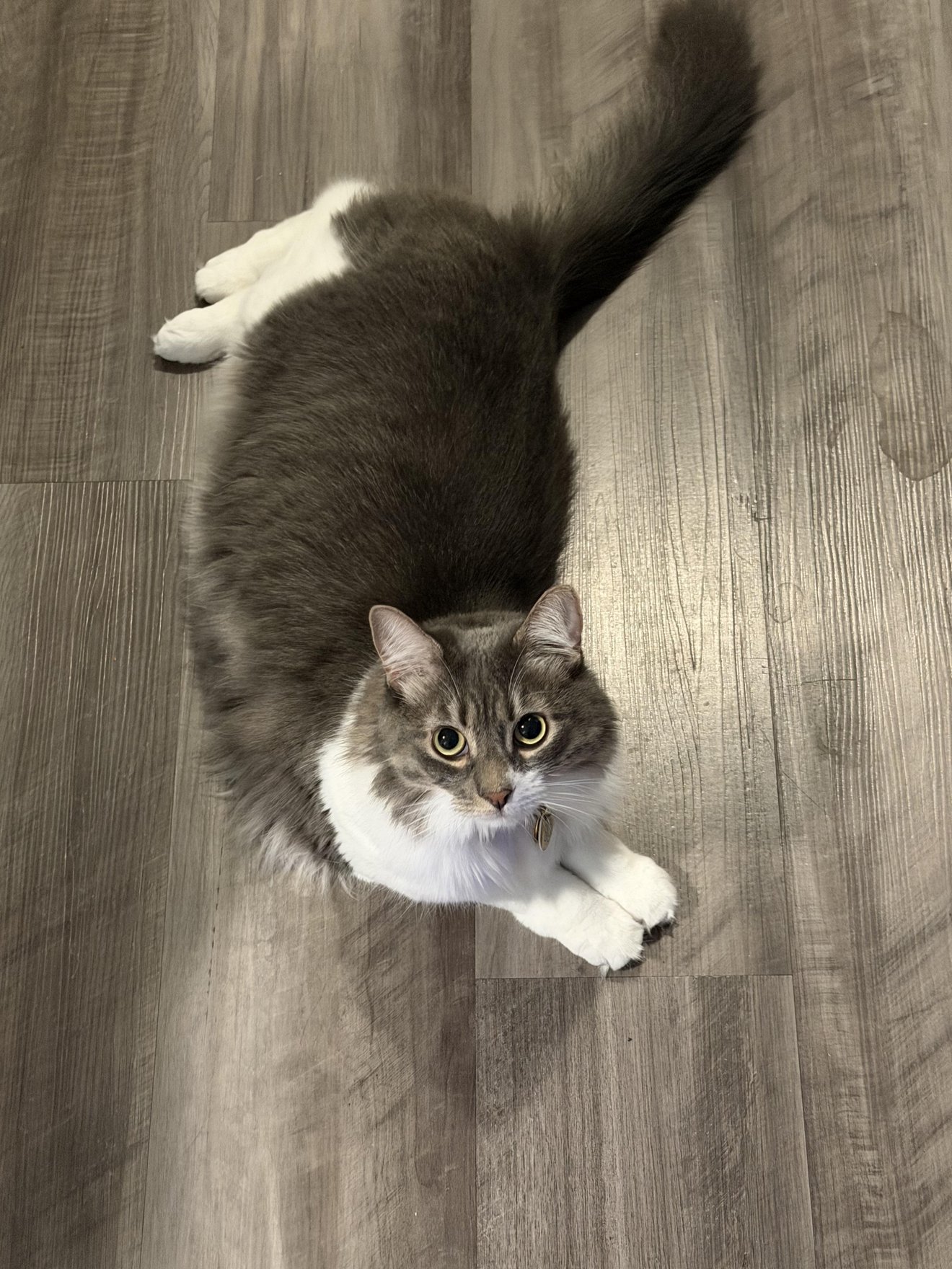 Tabby and white cat stretching upward with head tilted back and tail raised high on wooden flooring