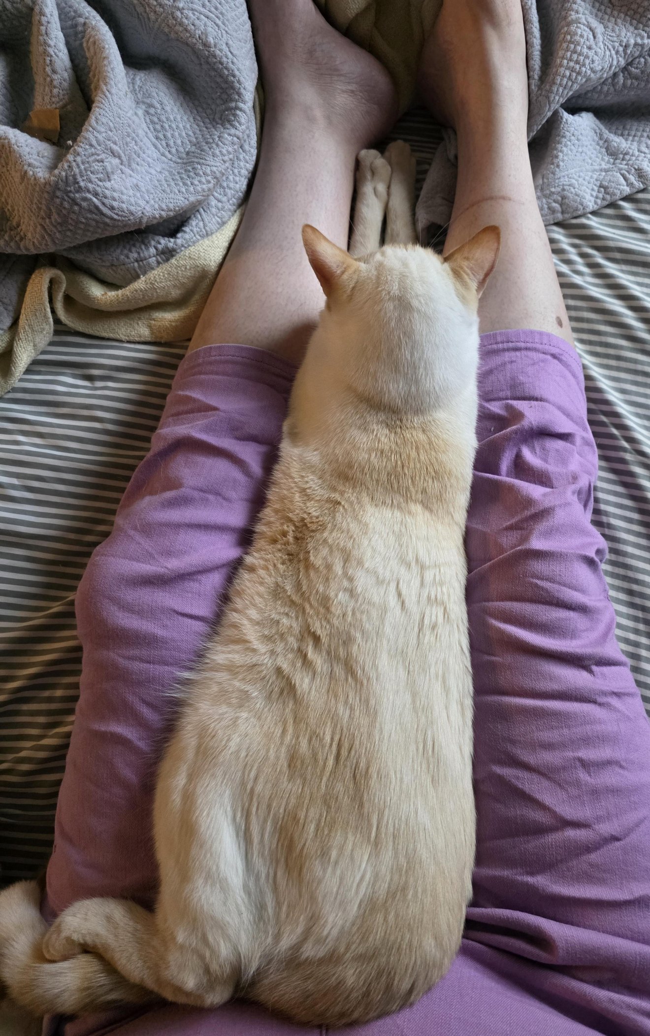 Orange tabby cat lounging between person's legs on striped bedding, looking content