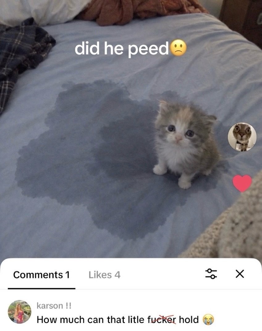 Small white and tabby kitten sitting on a wet spot on blue bed sheets