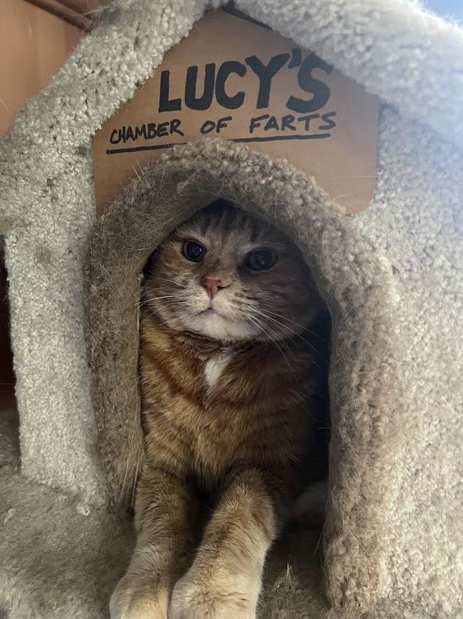 Tabby cat peeking out from a carpeted cat house with a humorous handwritten sign reading Lucy's Chamber of Farts