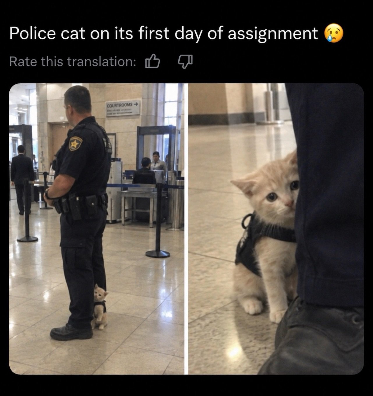 White kitten wearing a harness stands close to a police officer's leg in a courthouse hallway, looking up nervously
