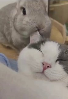 A gray rabbit nuzzling a black and white tuxedo cat's face in a cozy moment