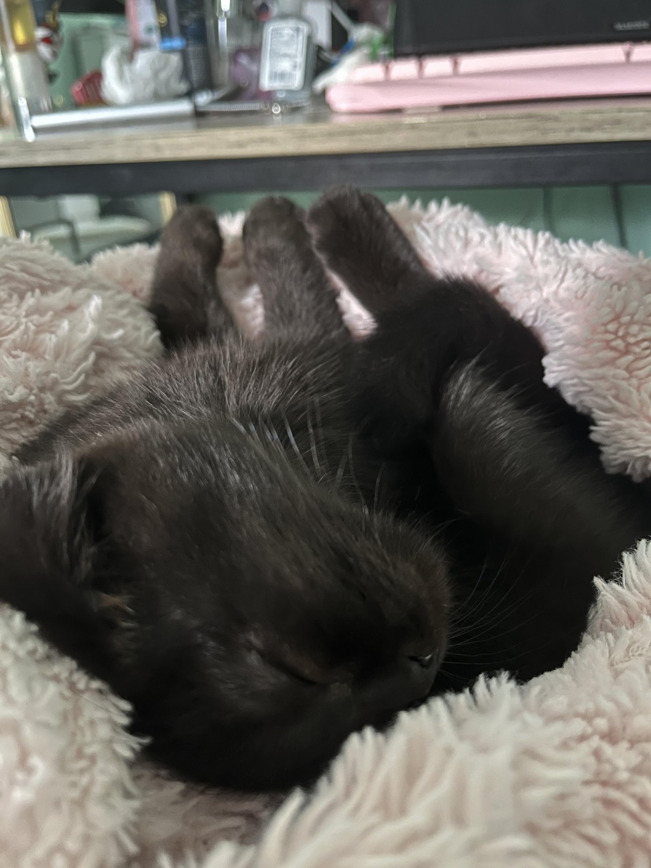 Black cat sleeping on a cream and beige blanket in a cozy room setting