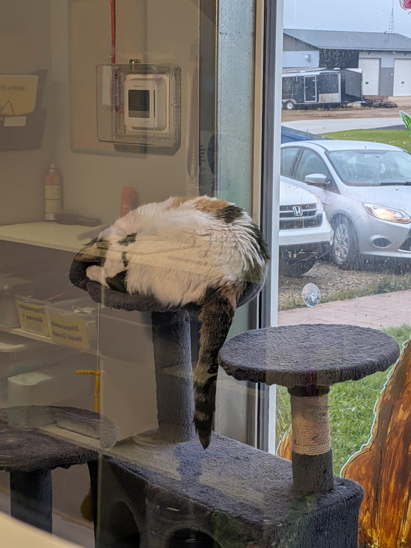 Fluffy colorpoint cat draped over a cat tree perch, gazing out a window at parked cars and buildings outside