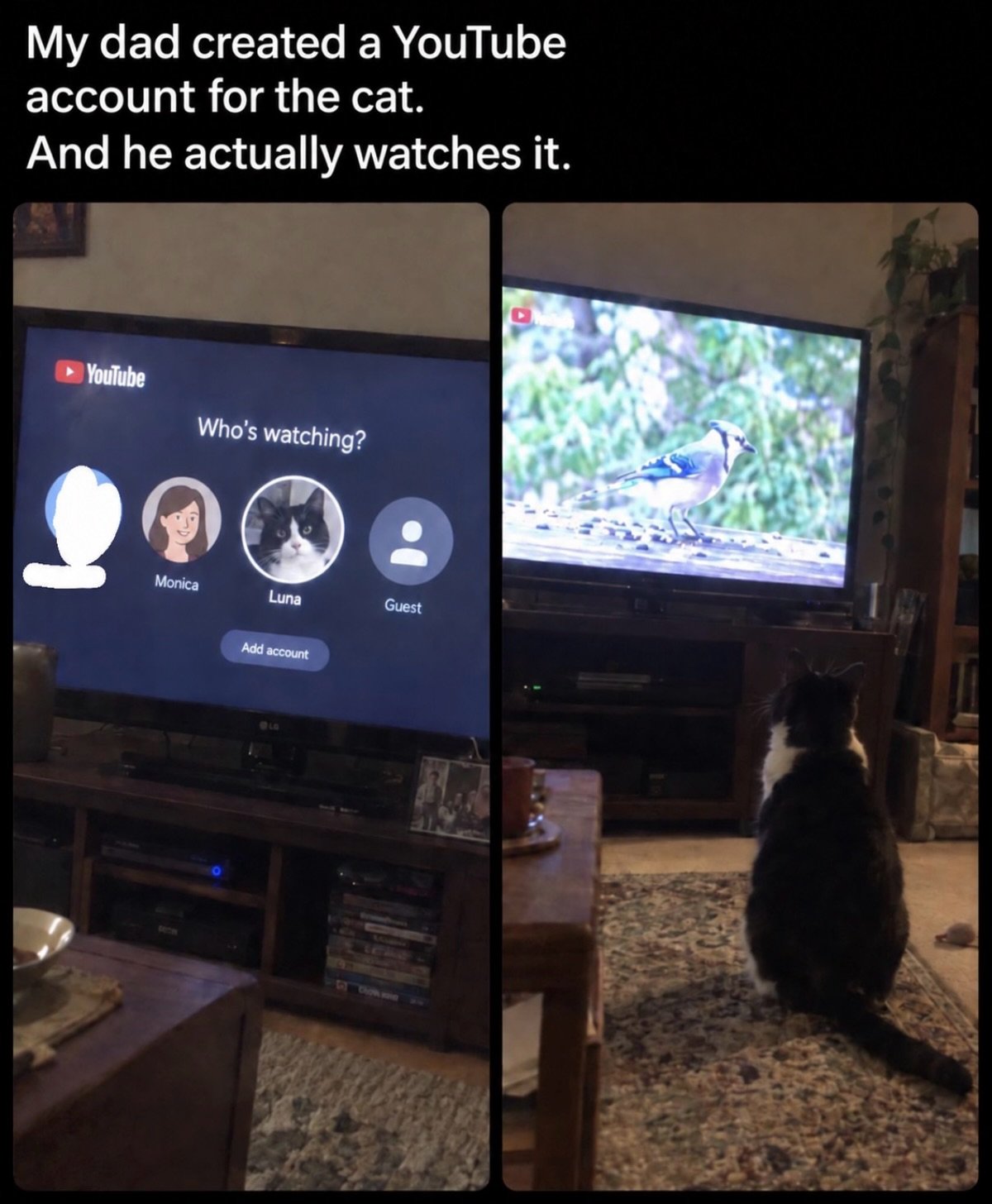 Black cat sitting on floor watching a TV screen displaying a blue jay bird, with YouTube account selection menu visible on left screen