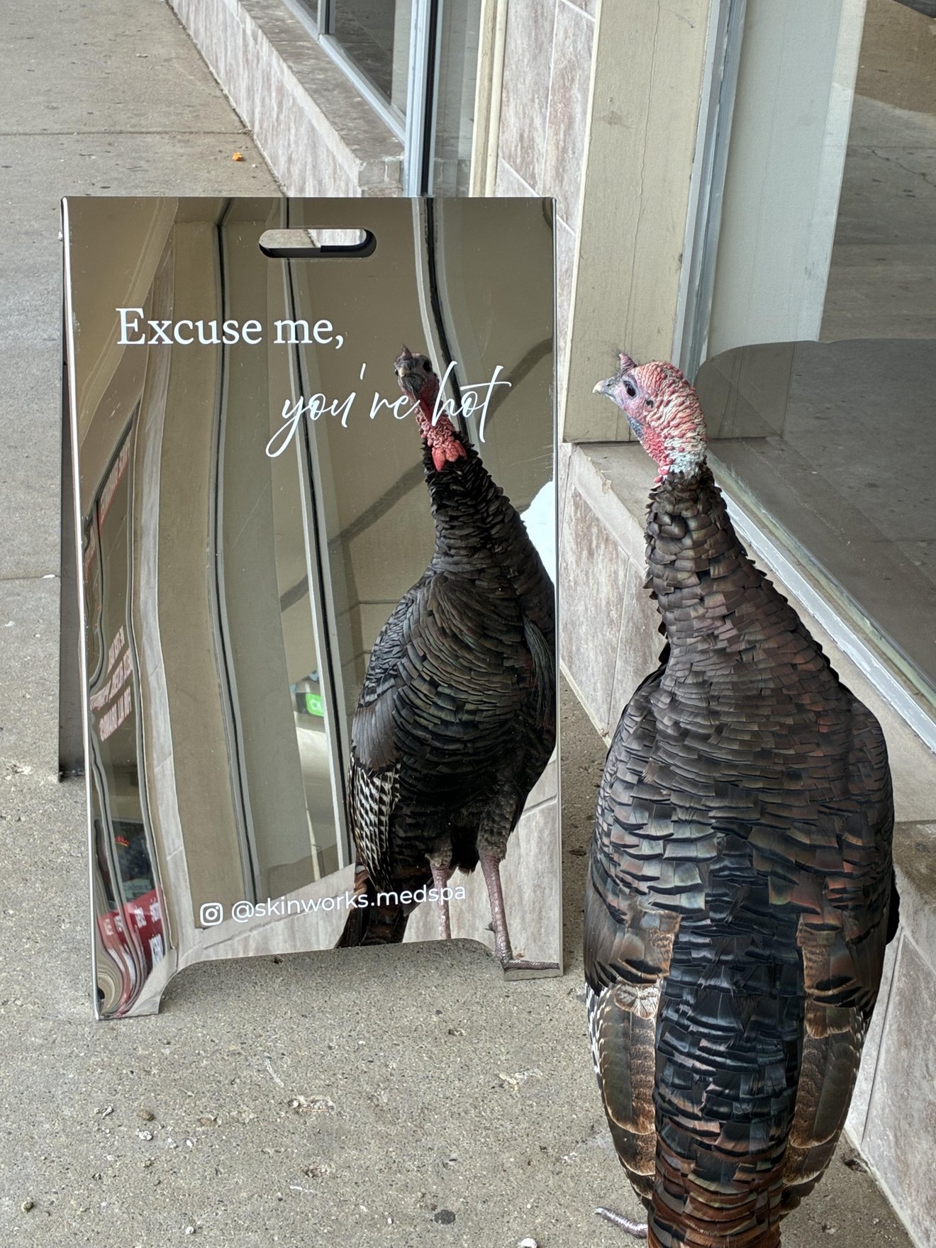 Two turkeys facing off in a narrow alley, one confronting its mirror image on a reflective surface