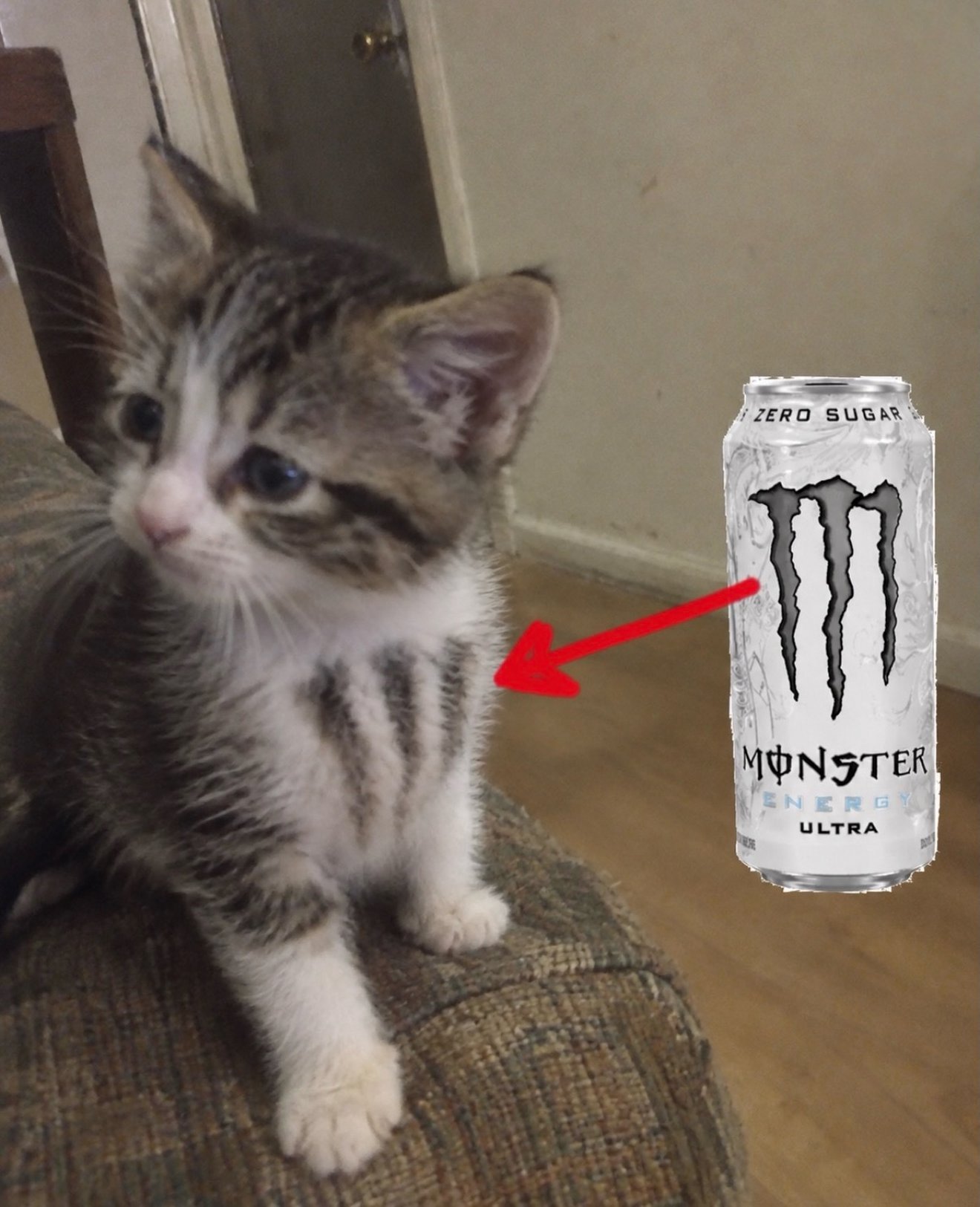 Tabby and white kitten with wide surprised eyes sitting on furniture next to a Monster Energy Ultra can with red arrow pointing between them