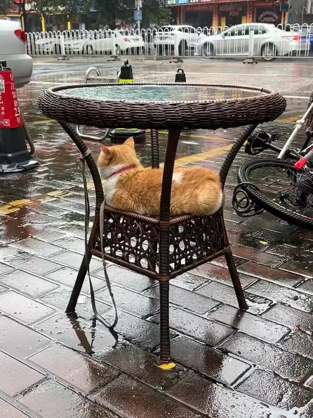 An orange tabby cat sitting on a wicker table shelf during rainy weather on a wet city street with white barriers and bicycles in the backgr