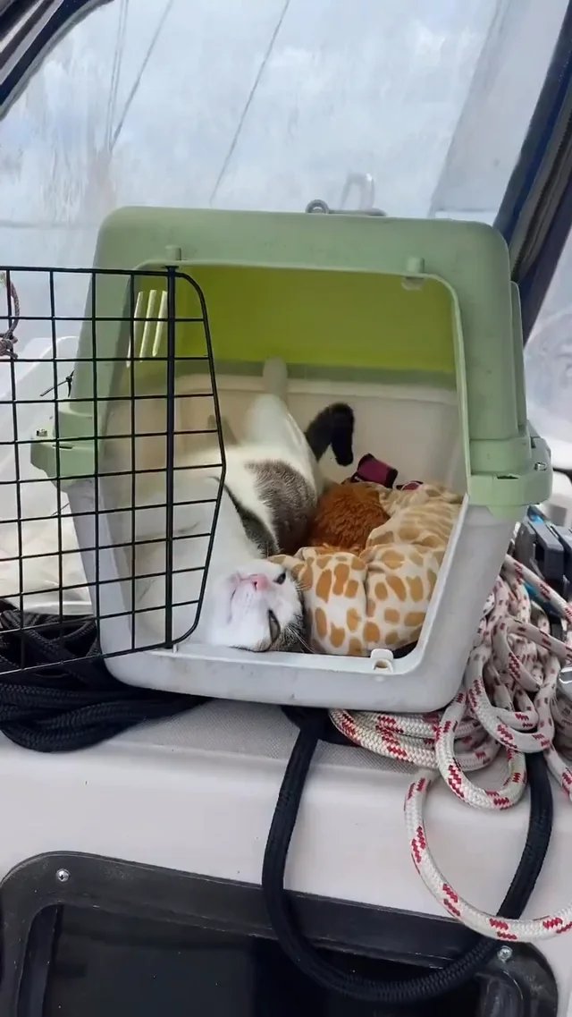 Tuxedo cat resting inside a green and white pet carrier on a boat deck with bedding and toys