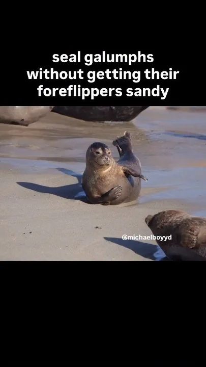 Brown seal on a sandy beach, lifting one flipper in the air while partially in shallow water