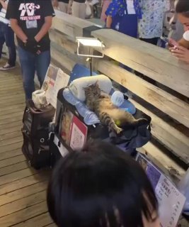 Gray cat nestled inside a shopping bag on a wooden floor at a store with people standing nearby