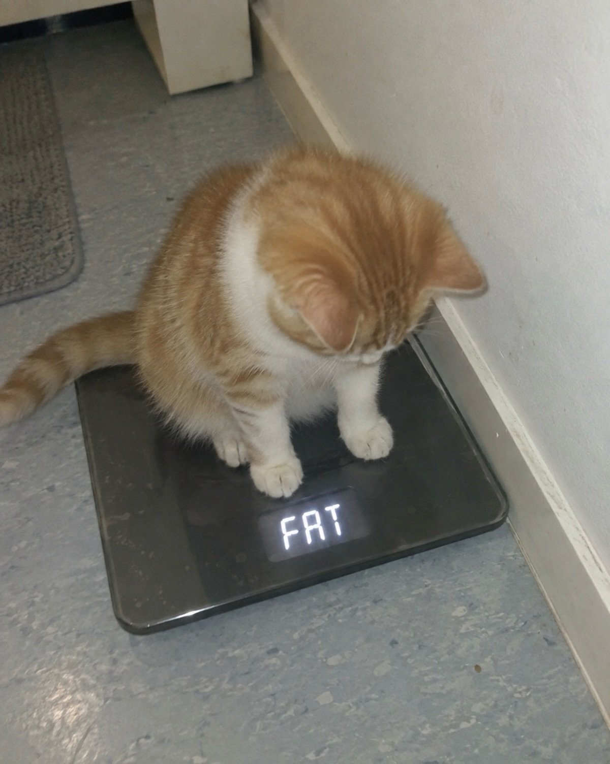 Orange and white tabby cat standing on a digital scale displaying the word 'FAT' on the screen