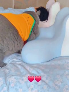 Gray cat wearing an orange harness playfully interacting with a white inflatable toy on a bed