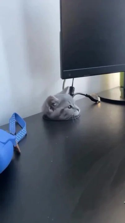 Gray cat lying on a black desk next to a computer monitor, looking up at the screen with a curious expression
